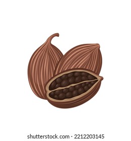 Vector illustration, dried black cardamom, isolated on white background.