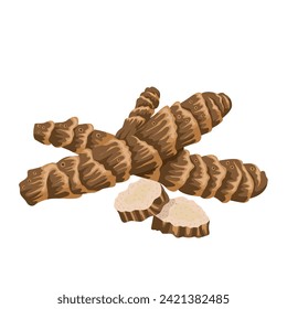 Vector illustration, dried calamus root, scientific name Acorus calamus, isolated on white background.