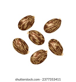 Vector illustration, dried castor beans, scientific name Ricinus communis,
isolated white background.