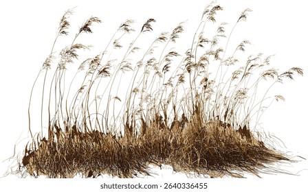 Vector illustration dried grass, overgrown field, nature scene, wild meadow, grass, natural texture, field grass, plant illustration, greenery, wild nature, meadow