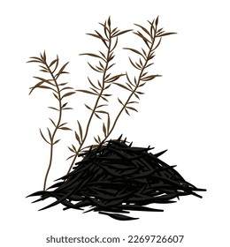 Vector illustration of dried hijiki and seaweed hijiki. It is a brown seaweed used in Japanese cuisine.