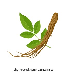 Ilustración vectorial, Raíz seca de Dong quai, o Angélica sinensis, con hojas verdes, aisladas en fondo blanco.