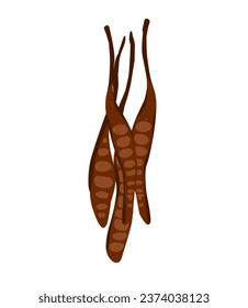ilustración vectorial de semillas secas de Leucaena leucocefala.