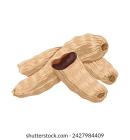 Vector illustration, dried Tian ma rhizome, scientific name Gastrodia elata Blume, isolated on white background.