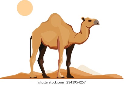 Vector illustration of a dromedary in the desert