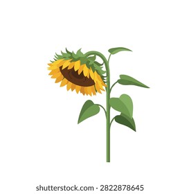 Vector Illustration of a Drooping Wilted Sunflower with Yellow Petals Isolated on White Background