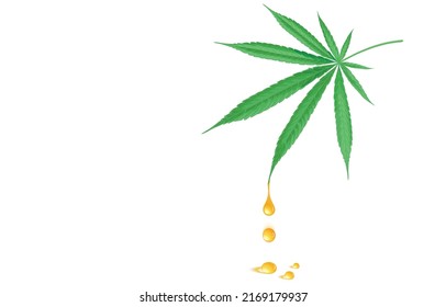 Vector illustration of drop of cbd oil from medical extraction,cannabidiol,hemp oil,drips from green marijuana leaf,sativa cannabis leaves on white,Benefits of medical marijuana for medicinal purposes