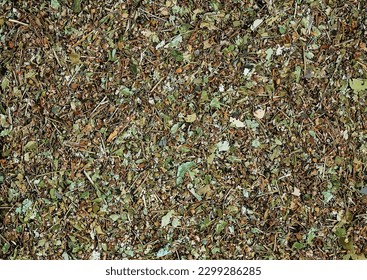 Vector illustration of dry linden flowers background. Linden for brewing tea is used in folk medicine.
