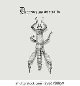 Vector illustration of Dryococelus australis in EPS10 version format. It was considered extinct by 1920, but was rediscovered in 2001.