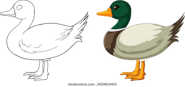 Vector illustration of a duck, before and after coloring