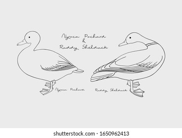 Vector Illustration of Duck / Bird, Nyroca Pochard and Ruddy Shelduck