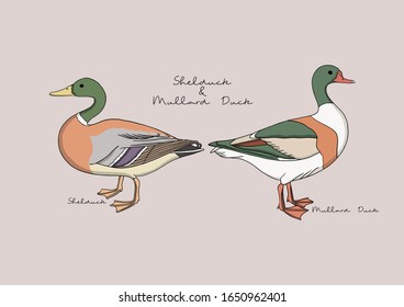 Vector Illustration of Duck / Bird, Shelduck and Mallard Duck