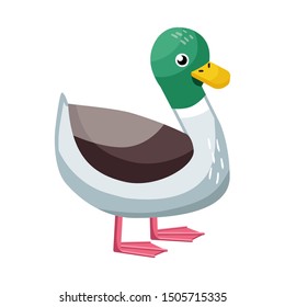 Vector illustration of duck and bird symbol. Web element of duck and drake stock vector illustration.