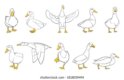 vector illustration of duck isolated on white background.
