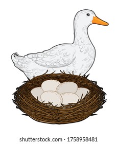 Vector illustration of a duck with a nest of eggs