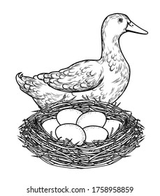 Vector illustration of a duck with a nest of eggs