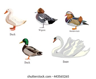vector illustration duck, vector set duck