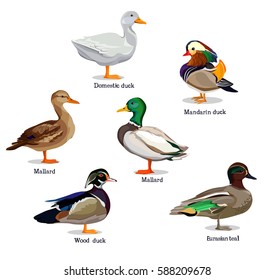 Vector Illustration Duck Set