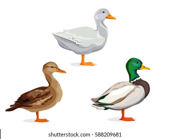 Vector illustration duck set