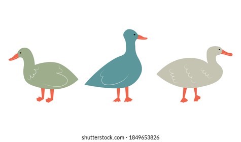 Vector illustration with ducks. Cute cartoon characters.