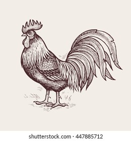 Vector illustration - dunghill cock. A series of farm animals. Graphics, handmade drawing Rooster. Vintage engraving style. Nature - Sketch. Isolated chicken bird on a white background. 