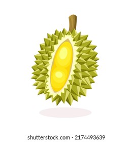 Vector illustration of a durian fruit, isolated on a white background.