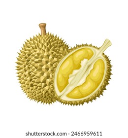 Vektorillustration von Durian Obst, tropische Früchte, isoliert auf weißem Hintergrund.