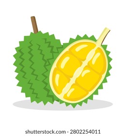 Vector illustration of durian fruit, tropical fruit on white background.