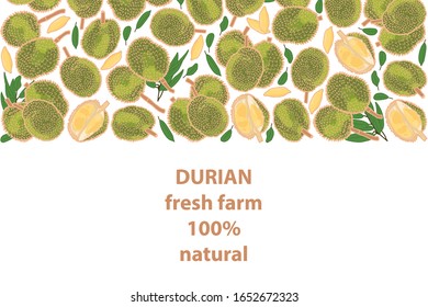 vector illustration of durian and leaf design background white text fresh farm 100% natural EPS10