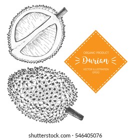 Vector illustration with durian sketch.  Whole fruit and opened. Design elements.