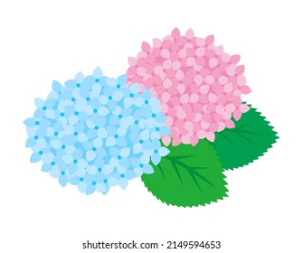 Vector illustration of hydrangea.　Flowers during the rainy season.