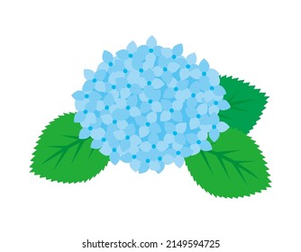 Vector illustration of hydrangea.　Flowers during the rainy season.