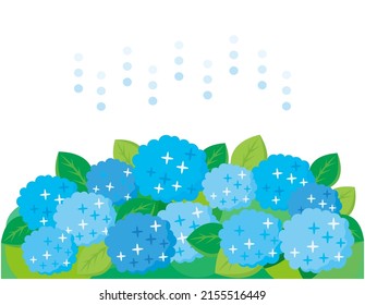 Vector illustration of hydrangea.　Flowers during the rainy season.