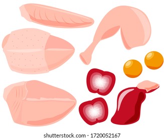 Ilustración vectorial de cada parte del pollo . 