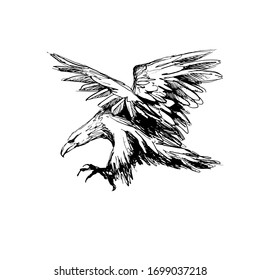 Ilustración vectorial de un águila, arte de boceto, arte de línea, EPS10