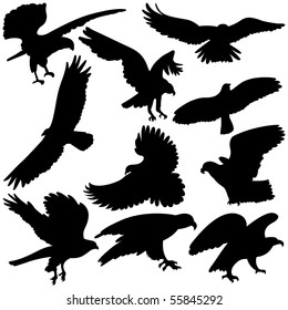 Vector illustration Eagles.