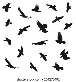 Vector illustration of eagles flying silhouettes. Concepts of elegance, strength and freedom.