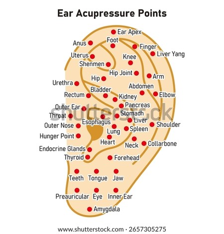 Vector Illustration of Ear Acupuncture Points Chart（in English）
