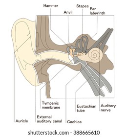 Vector illustration of Ear Anatomy 