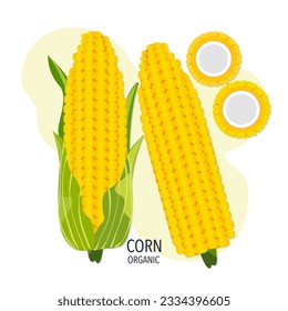 Vector illustration of an ear of corn cut in half on a white background.