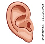 Vector illustration of ear on white background