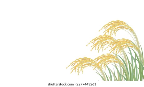 Vector illustration of an ear of rice background.