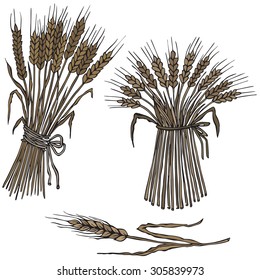vector illustration of ears