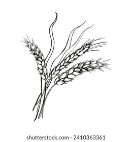 vector illustration of ears of wheat, hand drawn three branches of wheat, agriculture theme, black and white sketch of harvest theme isolated on white background