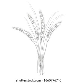 Ilustración vectorial de las orejas de trigo sobre fondo blanco. Blanco y negro. Forma asimétrica natural.