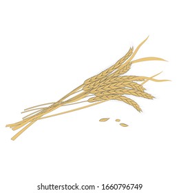 Ilustración vectorial de las orejas de trigo sobre fondo blanco. Ordenación natural de las plantas frescas.
