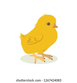 Vector illustration of easter cute chicken on white isolated background. Template for postcard, poster, web design.