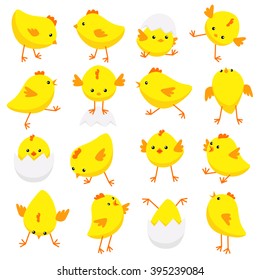 Vector illustration of Eastern chicks in various poses isolated on white background 
