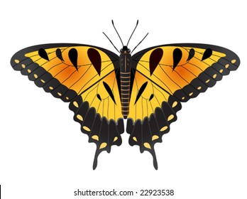 Ilustración vectorial de una mariposa de talla de tigre oriental