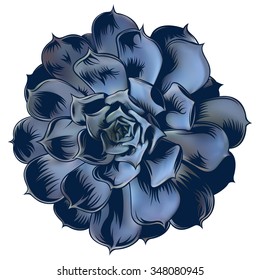 Vector illustration of echeveria succulent on isoleted background